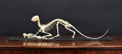 Lot 259 - Skeletons/Anatomy: A Common Genet Skeleton...