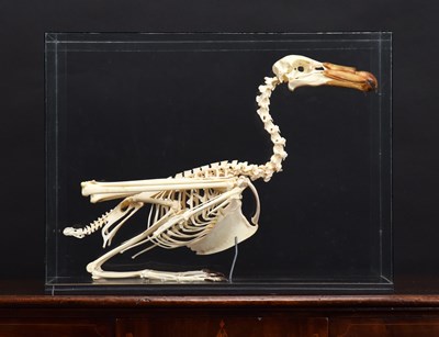 Lot 1188 - Skeletons/Anatomy: A Cased Southern Giant...