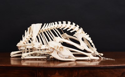 Lot 1189 - Skeletons/Anatomy: A Lesser Kudu Skeleton...