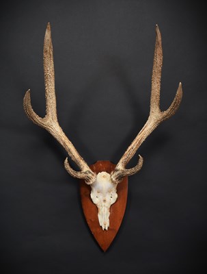 Lot 253 - Antlers/Horns: Javan Rusa Deer Antlers (Rusa...