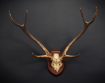 Lot 1183 - Antlers/Horns: Indian Sambar Deer Antlers...