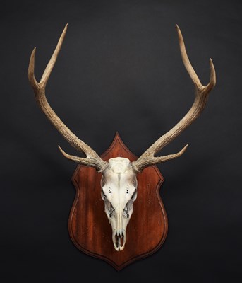 Lot 44 - Antlers/Horns: Indian Sambar Deer Antlers...