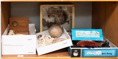 Lot 56 - Natural History: A Collection of Various...