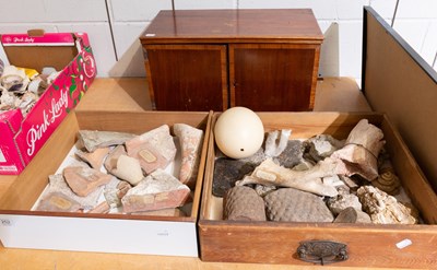 Lot 252 - Natural History: A Mahogany Cabinet of Natural...