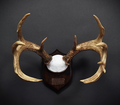 Lot 267 - Antlers/Horns: White-tailed Deer (Odocoileus...