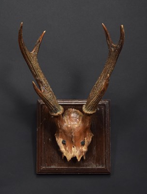 Lot 1195 - Antlers/Horns: Visayan or Philippine Spotted...
