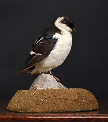 Lot 1193 - Taxidermy: A Little Auk (Alle alle), late 20th...