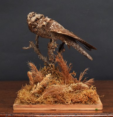 Lot 1197 - Taxidermy: European Nightjar (Caprimulgus...