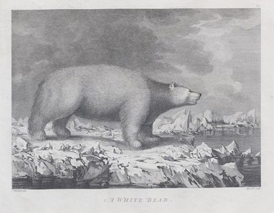 Lot 1005 - Peter Mazell after John Webber "A White Bear"...