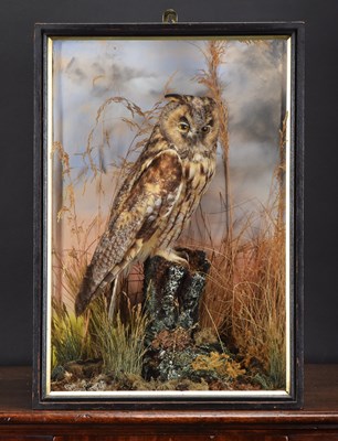 Lot 1203 - Taxidermy: A Late Victorian Cased Long-eared...