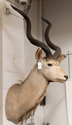 Lot 249 - Taxidermy: Cape Greater Kudu (Strepsiceros...