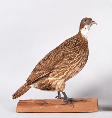 Lot 1202 - Taxidermy: A Himalayan Monal Pheasant...