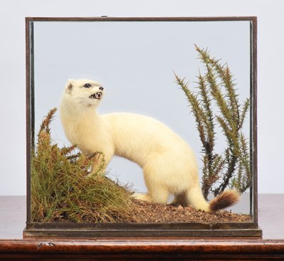 Lot 34 - Taxidermy: A Cased Ermine (Mustela erminea),...
