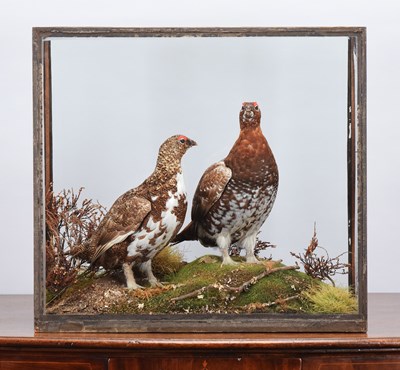 Lot 47 - Taxidermy: A Cased Pair of Willow Grouse...