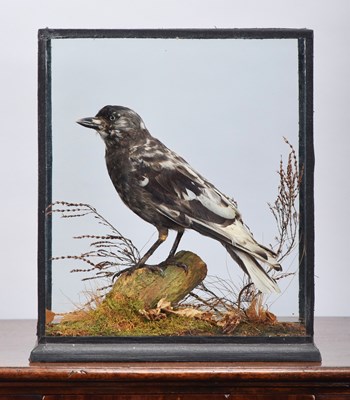 Lot 103 - Taxidermy: A Cased Leucistic Western Jackdaw...