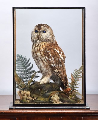 Lot 37 - Taxidermy: A Cased Tawny Owl (Strix...