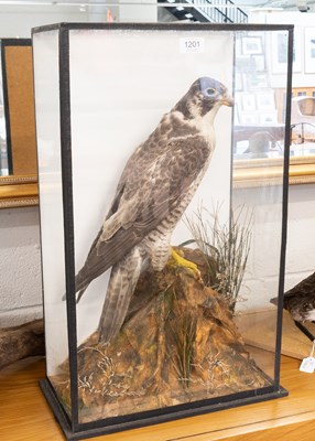 Lot 1201 - Taxidermy: A Late Victorian Cased Peregrine...
