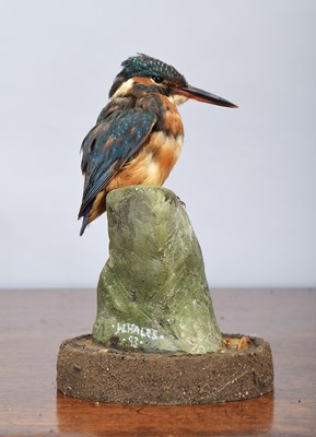 Lot 1194 - Taxidermy: European Kingfisher (Alcedo athis),...