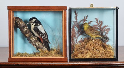 Lot 1196 - Taxidermy: A Cased Great Spotted Woodpecker...