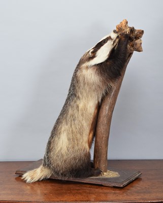 Lot 1184 - Taxidermy: European Badger (Meles meles), late...