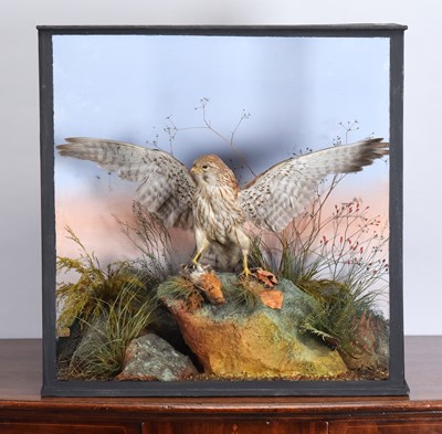 Lot 120 - Taxidermy: A Victorian Cased Common Kestrel...