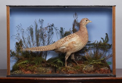 Lot 54 - Taxidermy: A Victorian Cased Ring-necked...
