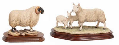Lot 38 - Border Fine Arts 'North Country Cheviot Ewe...