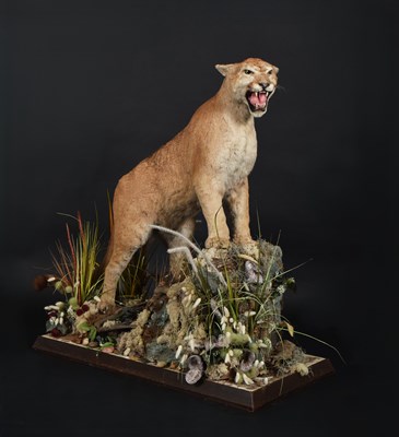 Lot 18 - Taxidermy: North American Cougar or Mountain...