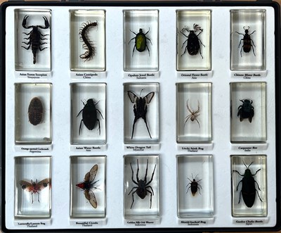 Lot 1198 - Entomology: A Collection Insects and Carabids,...