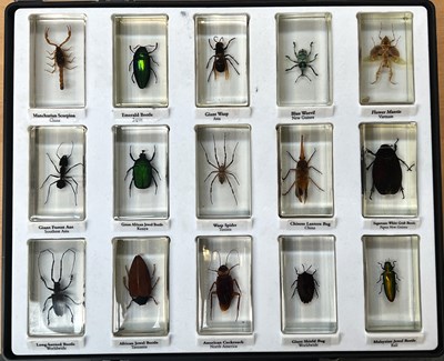 Lot 1199 - Entomology: A Collection Insects and Carabids,...
