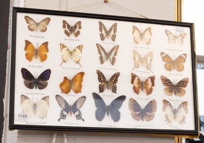 Lot 1185 - Entomology: A Framed Display of Tropical...