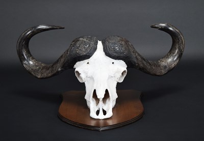Lot 32 - Antlers/Horns: Southern Cape Buffalo Horns on...