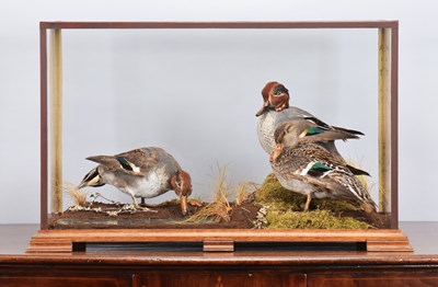 Lot 109 - Taxidermy: A Trio of Cased European Teal (Anas...