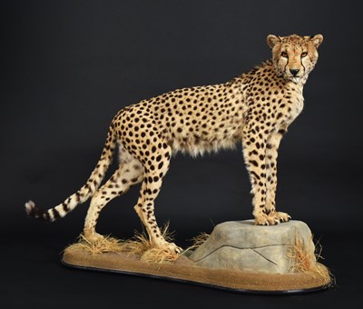 Lot 52 - Taxidermy: African Cheetah (Acinonyx jubatus),...