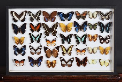 Lot 84 - Entomology: A Single Glazed Display of African...