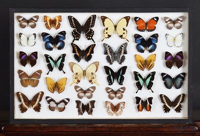 Lot 76 - Entomology: A Single Glazed Display of African...