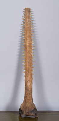 Lot 212 - Natural History: A Sawfish Rostrum (Pristidae...