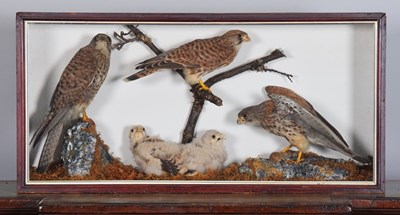 Lot 49 - Taxidermy: A Cased Group of European Common...