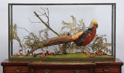 Lot 117 - Taxidermy: A Cased Golden Pheasant...