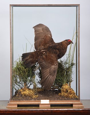 Lot 66 - Taxidermy: A Cased Flying Red Grouse (Lagopus...