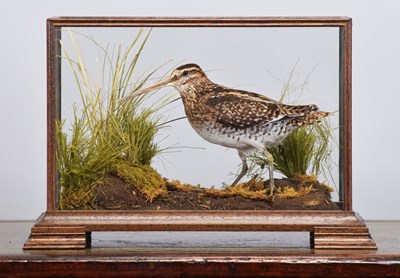 Lot 105 - Taxidermy: A Cased Common Snipe (Gallinago...