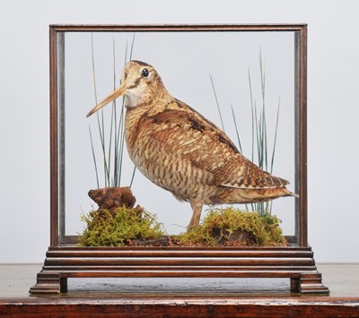 Lot 112 - Taxidermy: A Cased Woodcock (Scolopax...