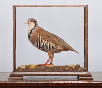 Lot 119 - Taxidermy: A Cased French or Red-legged...