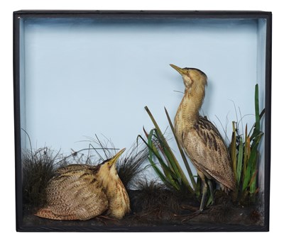 Lot 121 - Taxidermy: A Victorian Cased Pair of Eurasian...