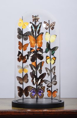 Lot 228 - Entomology: A Colourful Display of Tropical...