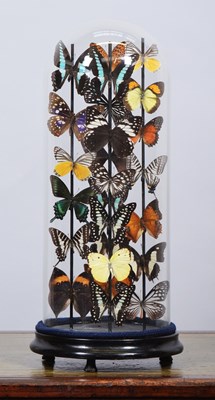 Lot 93 - Entomology: A Colourful Display of Tropical...
