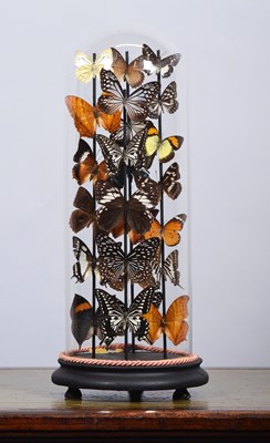 Lot 86 - Entomology: A Colourful Display of Tropical...