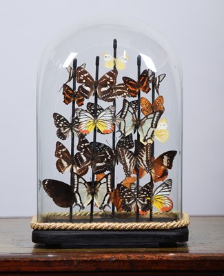 Lot 72 - Entomology: A Colourful Display of Tropical...
