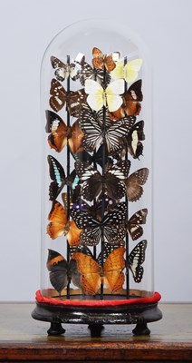 Lot 229 - Entomology: A Colourful Display of Tropical...