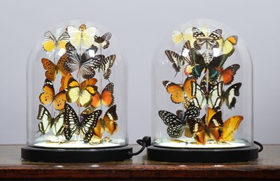 Lot 83 - Entomology: A Pair of Tropical Butterfly Table...